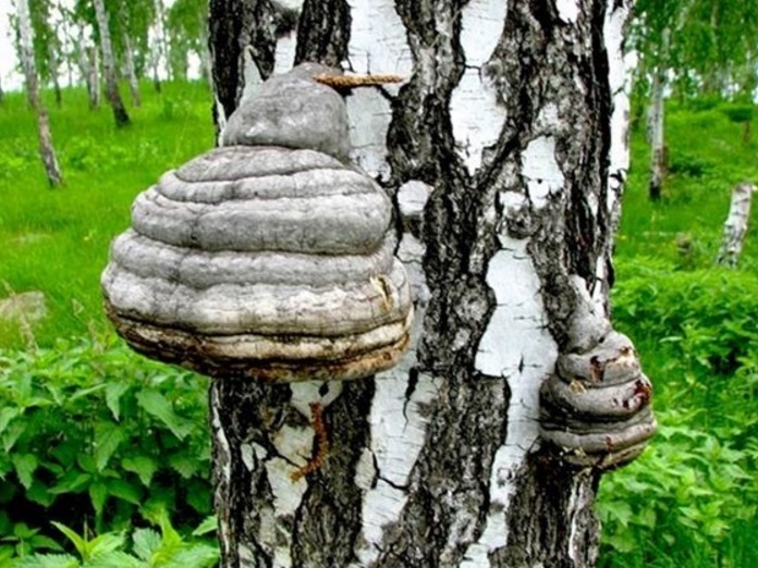 Цена на чагу, купить чагу
